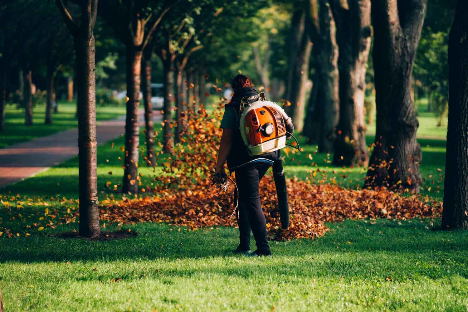 Best Affordable Tree Service  in Glencoe, MN